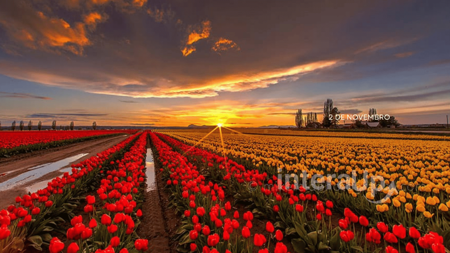 Dia de Finados: Uma Celebração de Memória e Reflexão