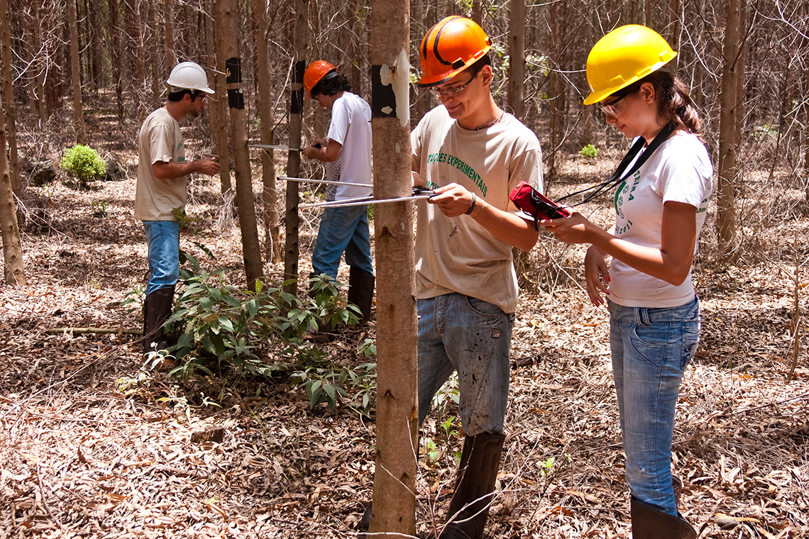 Dia do Engenheiro Florestal: Conservação e Sustentabilidade das Florestas