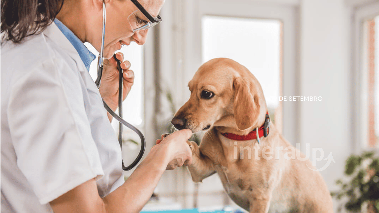 Mercado Pet e Serviços Especializados em Alta